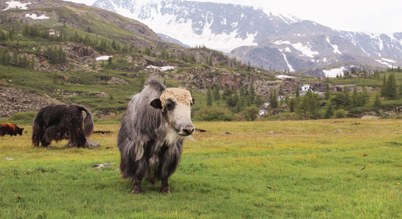 Orkhon valley national park