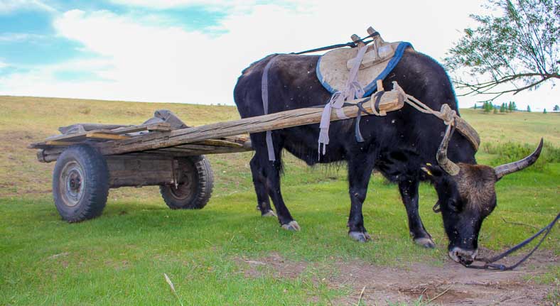 Tour Khan Khentii National Park Mongolia